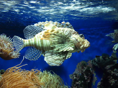 魚