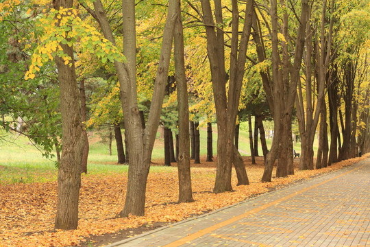 秋天公園里的小路