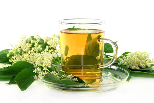 接骨木茶