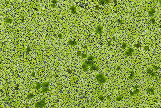 Lemna perpusilla Torrey；水種植物
