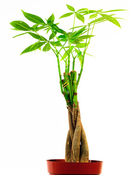 金錢Tree