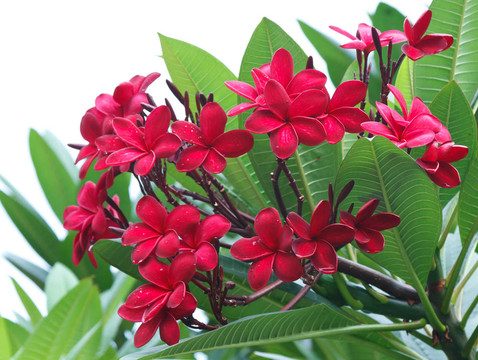紅雞蛋花