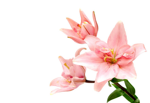 美麗的百合花白色