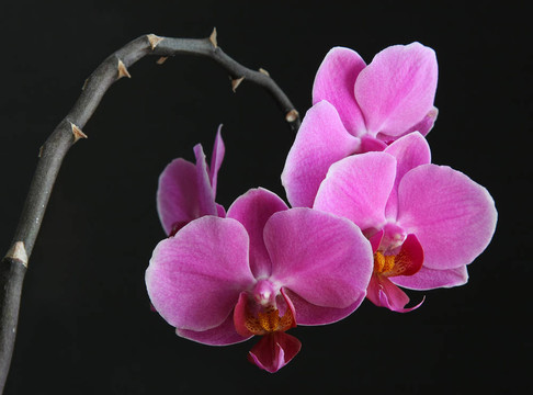 Orchidea。