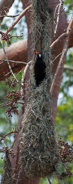 褐色擬椋鳥（Psarocolius Montezuma）棲息在鳥巢掛開放；蒂卡爾；瓜地馬拉