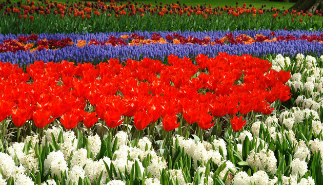 Keukenhof春季花壇