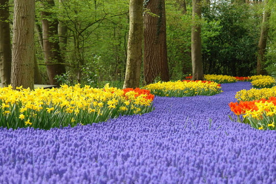 Keukenhof春季花壇
