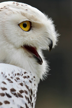 雪鸮（Bubo scandiacus）