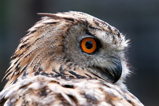 雕鸮（Bubo）