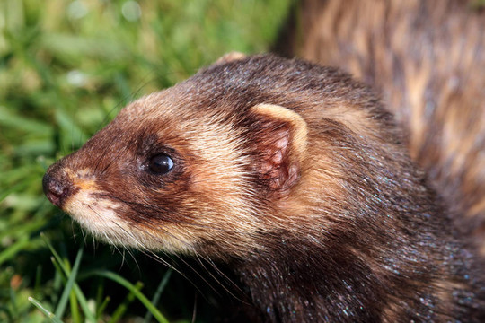靠近歐洲艾鼬鏡頭（mustela putorius）