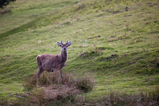 馬鹿（Cervus elaphus）