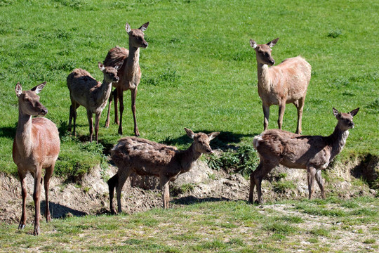 紅鹿（Cervus elaphus）