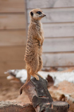 meercat