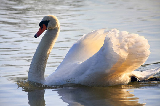 Mute Swan（疣鼻天鵝）在自然保護(hù)區(qū)附近的西蘇塞克斯郡霍舍姆沃納姆