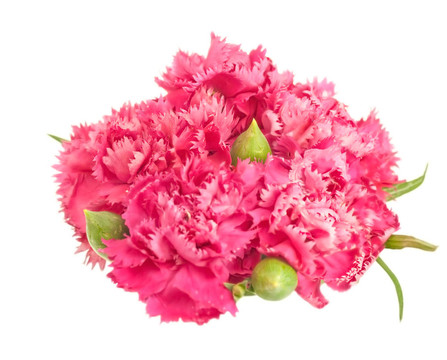粉紅色康乃馨花束插花春天分離