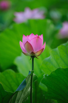 蓮花