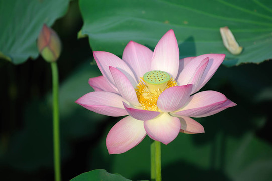 蓮花
