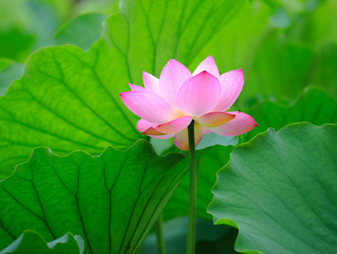 蓮花
