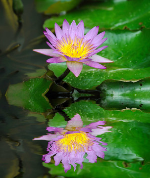 蓮花