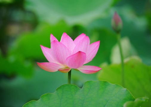 蓮花