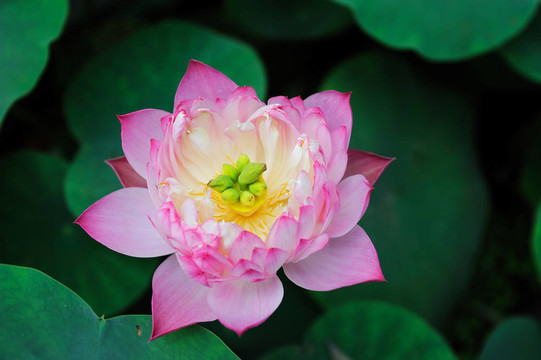 蓮花