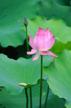 蓮花