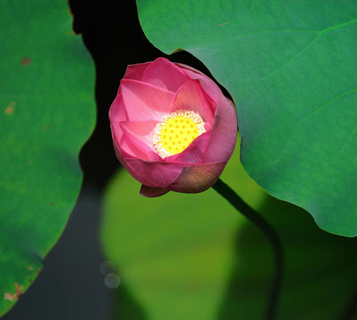 蓮花