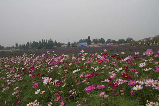 薰衣草花海