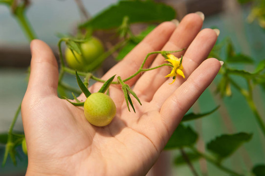 棕櫚樹(shù)上的西紅柿