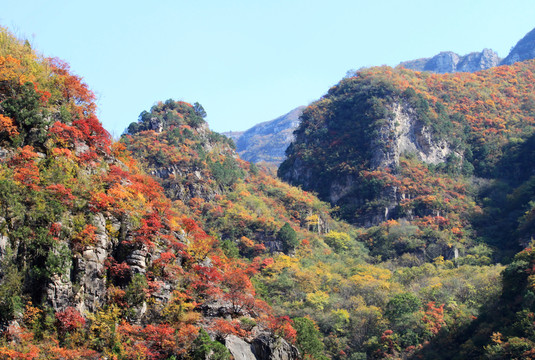 靳家?guī)X紅葉