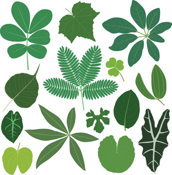 葉植物熱帶