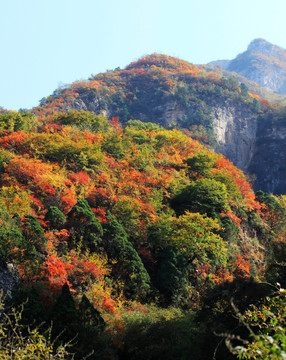 太行山靳家?guī)X紅葉