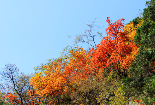 太行紅葉