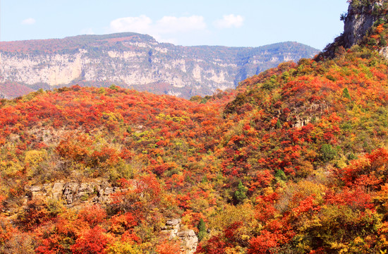 太行紅葉