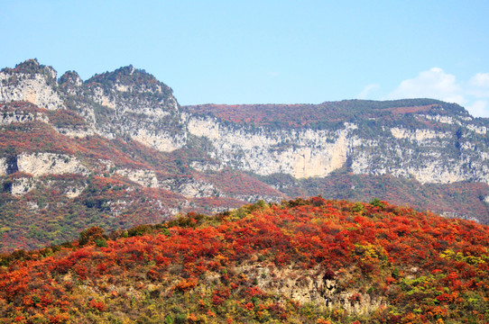 太行山靳家?guī)X紅葉