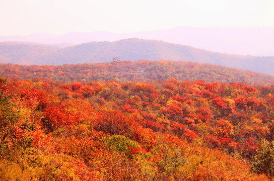 太行山靳家?guī)X紅葉