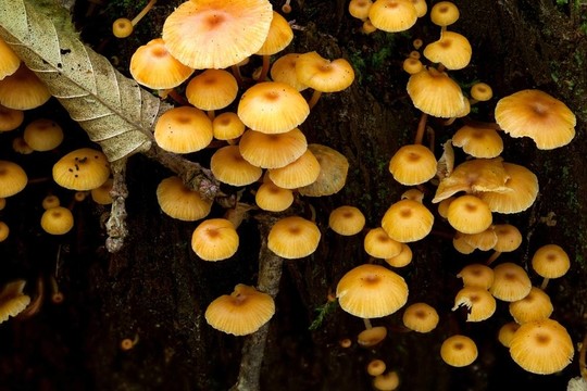 用一些真菌包裹的老殘端苔蘚