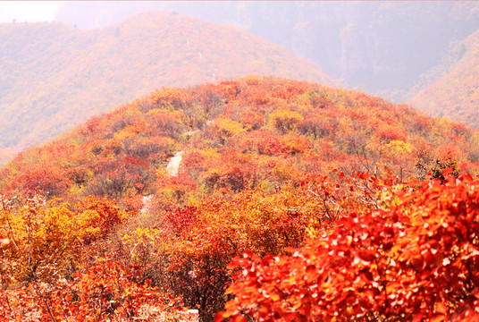 靳家?guī)X紅葉