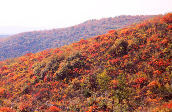 太行山靳家?guī)X紅葉