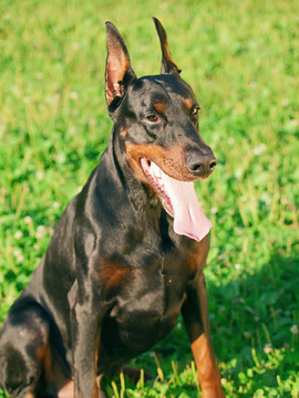 坐在漂亮的黑色杜賓犬