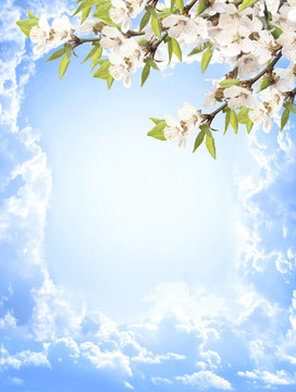花櫻桃