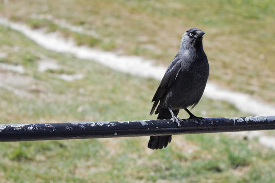 穴鳥（Corvus monedula）