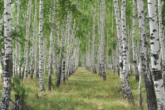 白樺樹