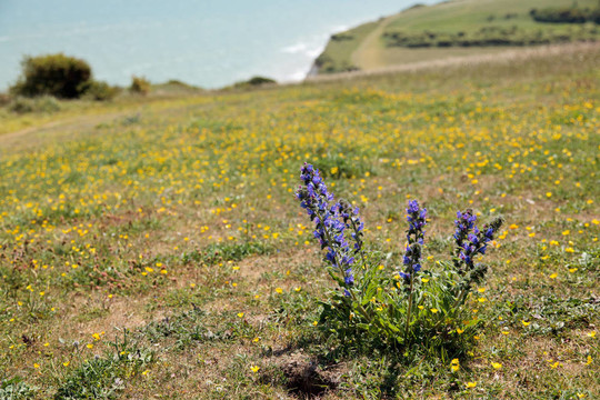 毒蛇的Bugloss（Echium大麥）在比奇角懸崖邊緣生長(zhǎng)