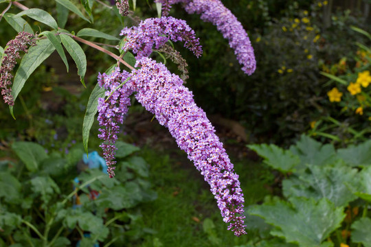 buddlia