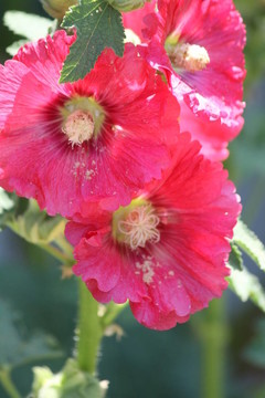 蜀葵；紅（蜀葵）