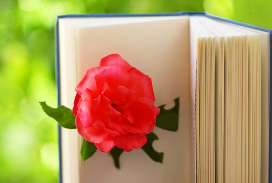 Pink Rose書。