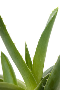 Aloe vera -草藥