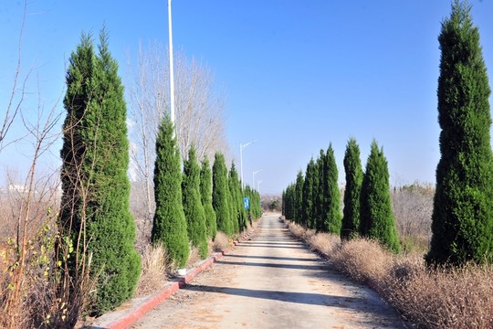 廠區(qū)風(fēng)景 松樹 道行樹