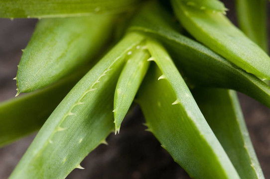 Aloe vera -草藥